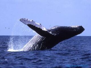 ユリックさん専用