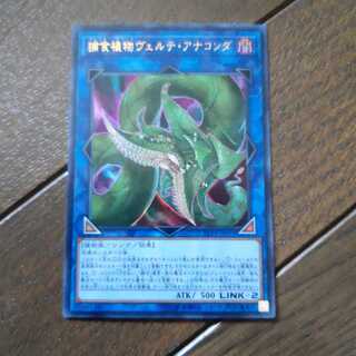 最終値下げ  捕食植物ヴェルテ・アナコンダ ウルトラレア