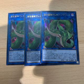 捕食植物ヴェルテ・アナコンダ ウルトラレア