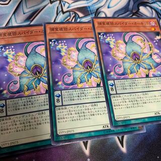 捕食植物スパイダー・オーキッド ノーマル