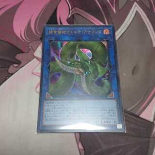 捕食植物ヴェルテ・アナコンダ ウルトラレア