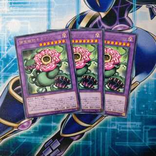 捕食植物キメラフレシア レア ３枚セット