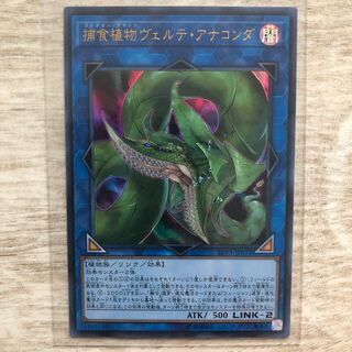 捕食植物ヴェルテ・アナコンダ ウルトラレア　傷有り