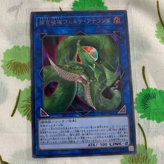 捕食植物ヴェルテ・アナコンダ ウルトラレア