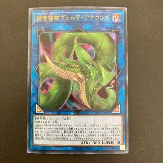 捕食植物ヴェルテ・アナコンダ ウルトラレア