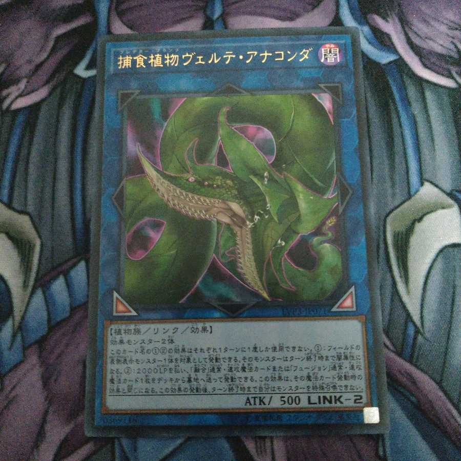 捕食植物ヴェルテ・アナコンダ ウルトラレア