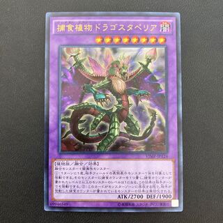 捕食植物ドラゴスタペリア ウルトラレア