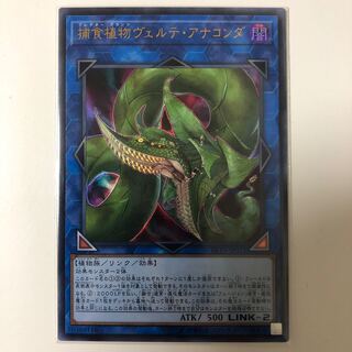 捕食植物ヴェルテ・アナコンダ ウルトラレア