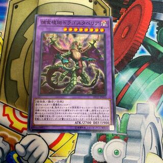 ◉捕食植物ドラゴスタペリア ノーマル