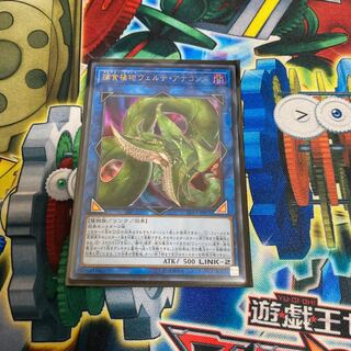 ◉捕食植物ヴェルテ・アナコンダ ウルトラレア