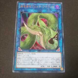 捕食植物ヴェルテ・アナコンダ ウルトラレア