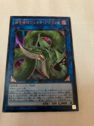 捕食植物ヴェルテ・アナコンダ ウルトラレア