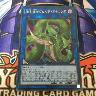 【最安値】捕食植物ヴェルテ・アナコンダ ウルトラレア