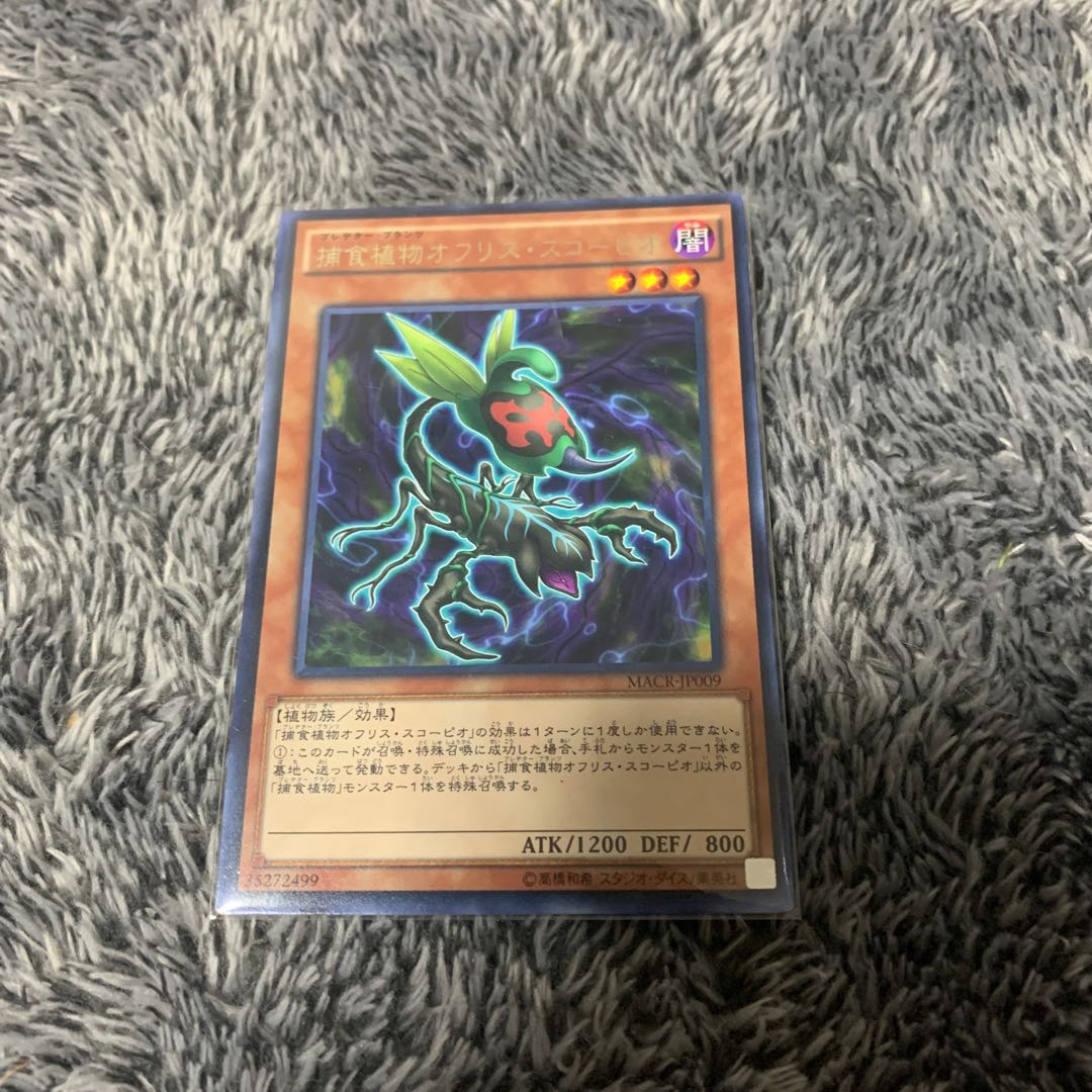 捕食植物オフリス・スコーピオ レア