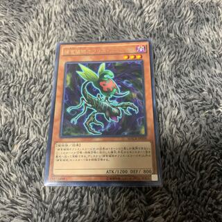 捕食植物オフリス・スコーピオ レア