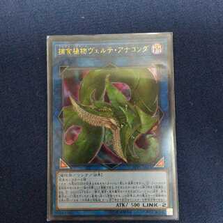 捕食植物ヴェルテ・アナコンダ