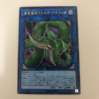 捕食植物ヴェルテ・アナコンダ ウルトラレア