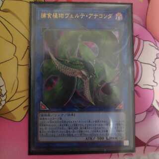 捕食植物ヴェルテ・アナコンダ