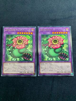 捕食植物キメラフレシア レア