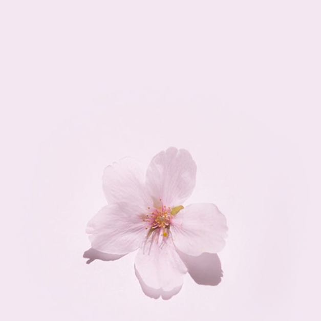 マカロン様専用