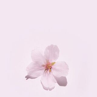 マカロン様専用