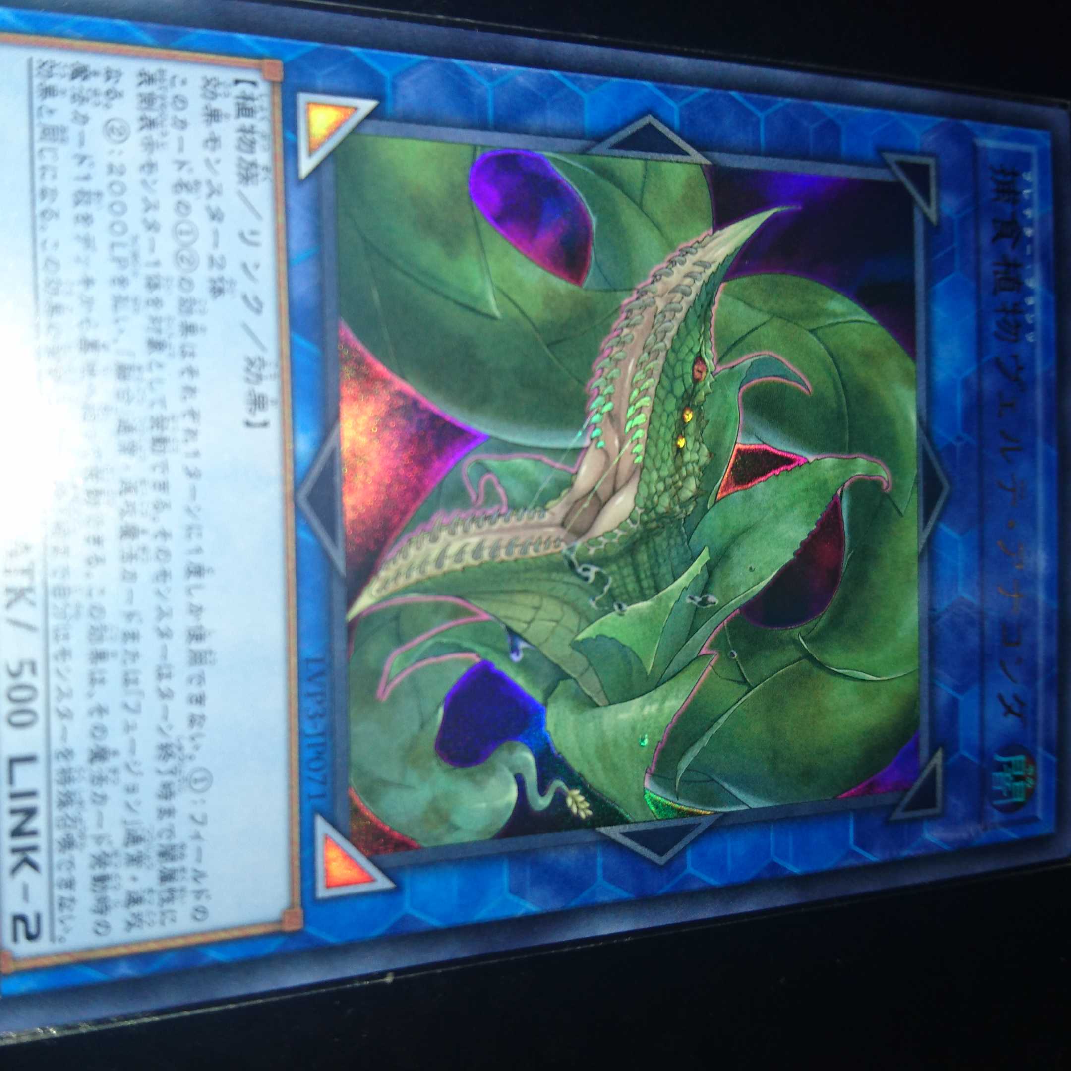 捕食植物ヴェルテ・アナコンダ ウルトラレア