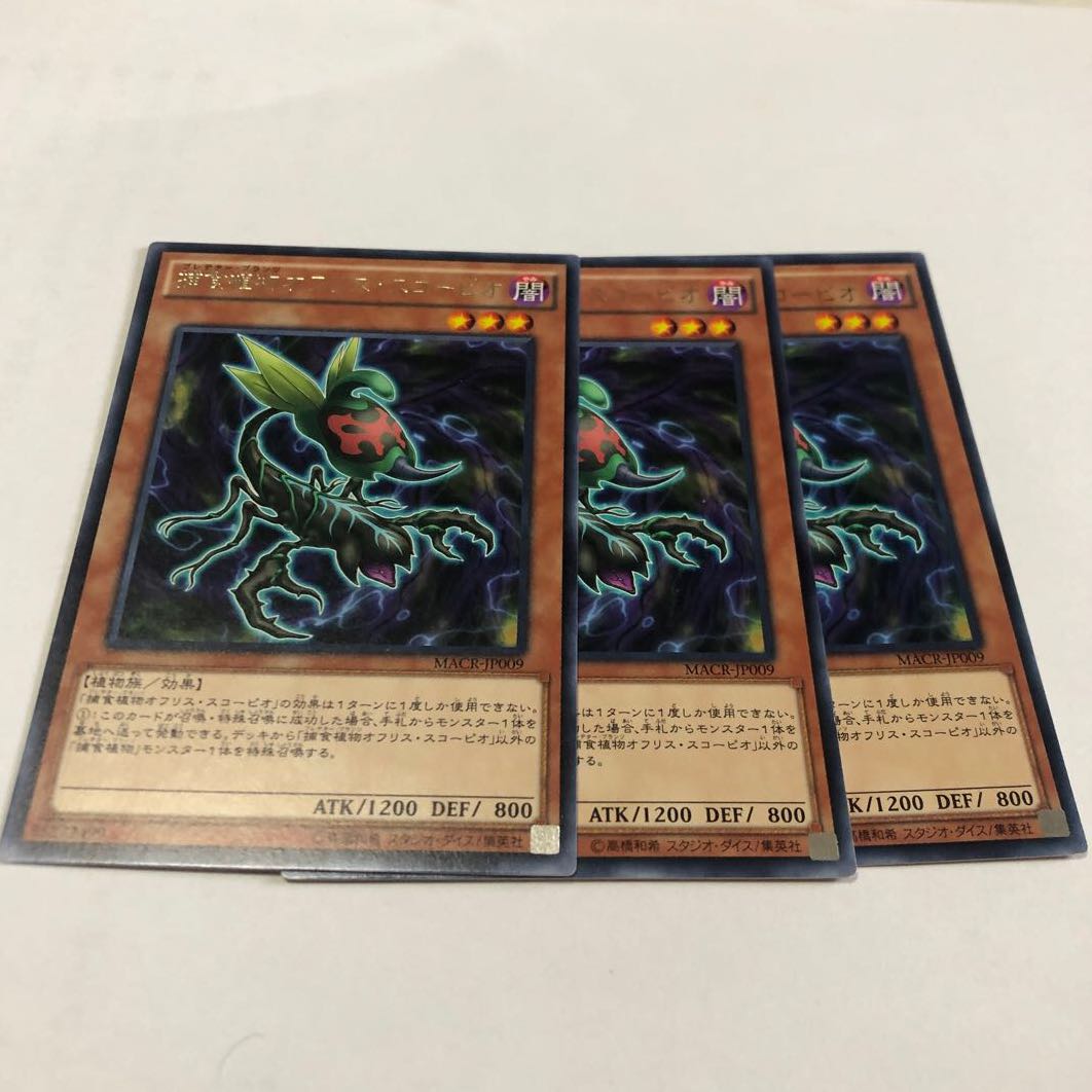 捕食植物オフリス・スコーピオ レア