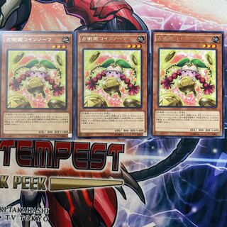 遊戯王　占術姫コインノーマ　3枚セット