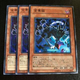 金華猫 ノーマル