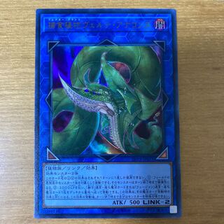 捕食植物ヴェルテ・アナコンダ ウルトラレア