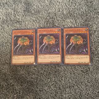 イビルセラ・ルテア ノーマル