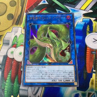 捕食植物ヴェルテ・アナコンダ ウルトラレア