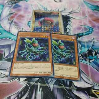 捕食植物オフリス・スコーピオ レア　二枚