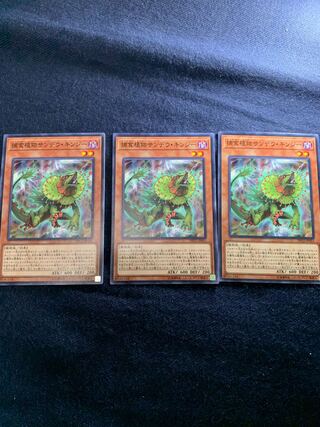 捕食植物サンデウ・キンジー ノーマル　3枚