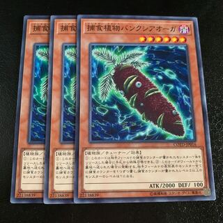 捕食植物パンクシアオーガ ノーマル