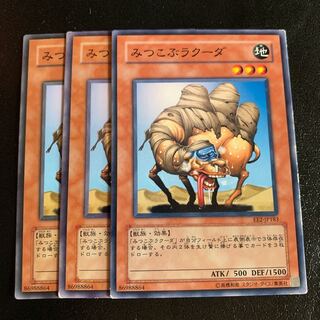 みつこぶラクーダ ノーマル