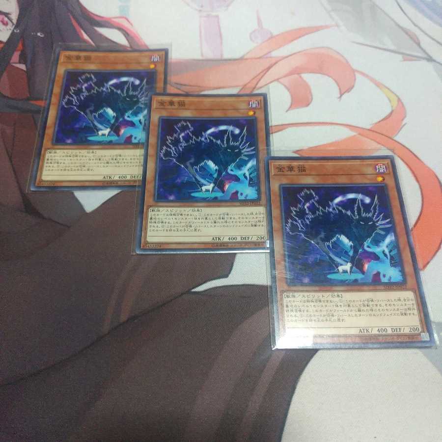 金華猫 ノーマル