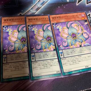 捕食植物スパイダー・オーキッド ノーマル