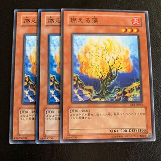 燃える藻 ノーマル 1枚