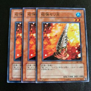 砲弾ヤリ貝 ノーマル