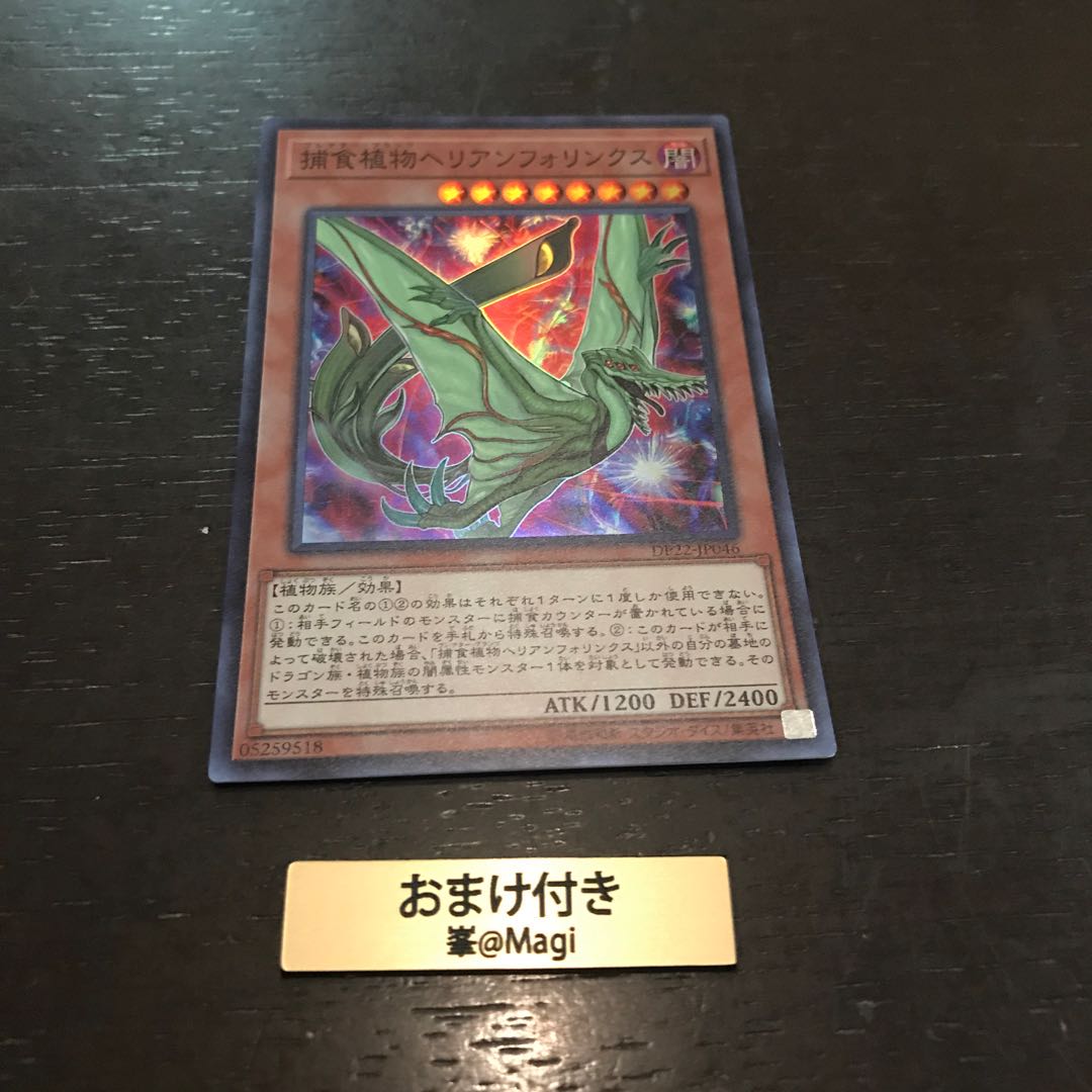 捕食植物ヘリアンフォリンクス スーパーレア