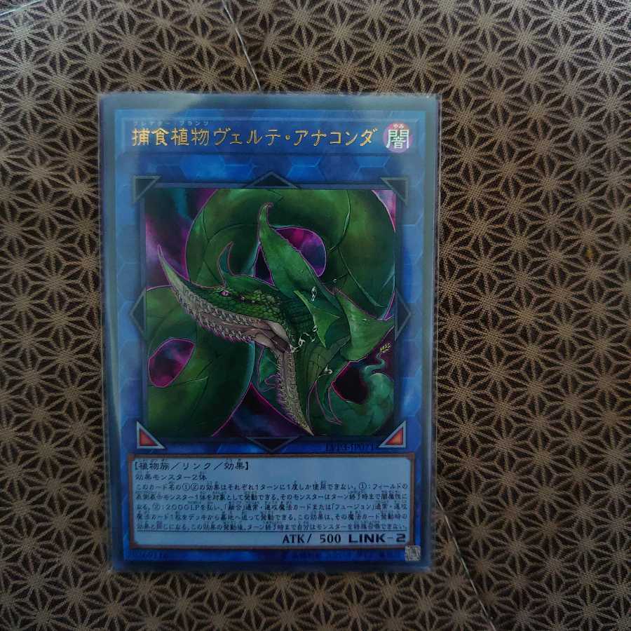 捕食植物ヴェルテ・アナコンダ ウルトラレア