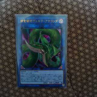 捕食植物ヴェルテ・アナコンダ ウルトラレア