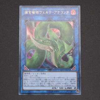 捕食植物ヴェルテ・アナコンダ ウルトラレア