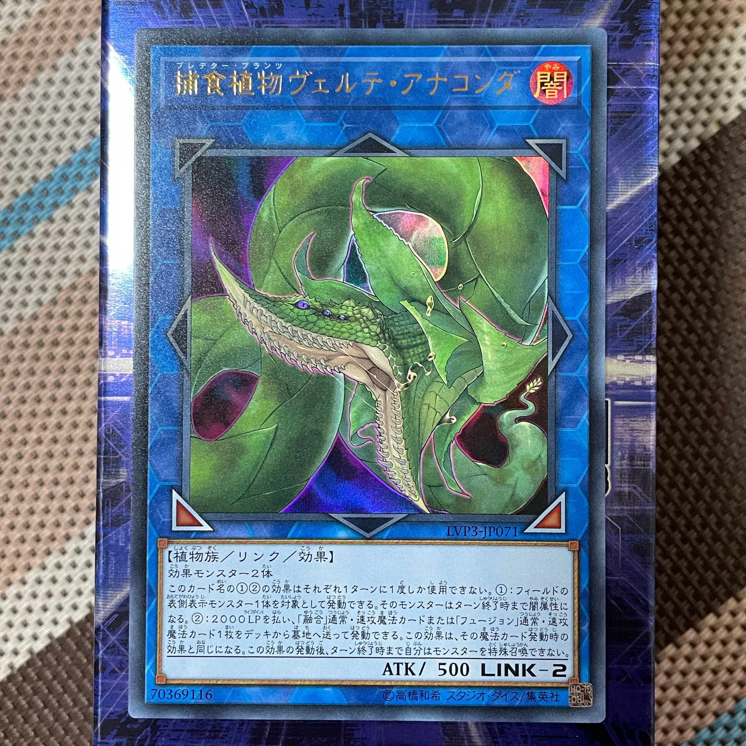 捕食植物ヴェルテ・アナコンダ ウルトラレア