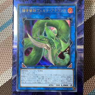 捕食植物ヴェルテ・アナコンダ ウルトラレア