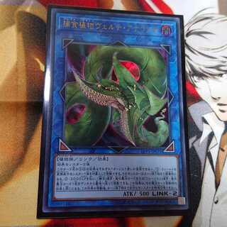 捕食植物ヴェルテ・アナコンダ ウルトラレア【3】