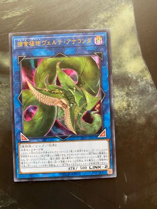 捕食植物ヴェルテ・アナコンダ ウルトラレア