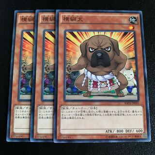 横綱犬 ノーマル