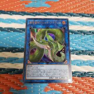 捕食植物ヴェルテ・アナコンダ ウルトラレア